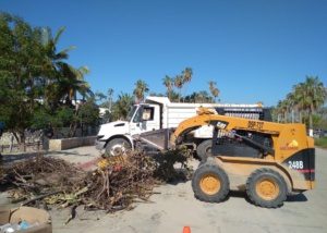 01 Se han retirado más de mil 500 toneladas de ramas y cacharros tras el paso de Olaf por Los Cabos 4
