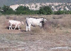 04 Por fin son escuchados los ganaderos de Los Cabos_ la Policía Rural atiende problema de abigeato en la región 4