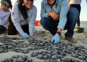 05 En el XIV Ayuntamiento de Los Cabos impulsará acciones de protección a las tortugas marinas 1