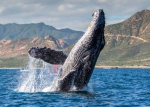 09 ¡Infórmate! Niñas y niños de las comunidades rurales de Los Cabos disfrutarán de un paseo para el avistamiento de ballenas3