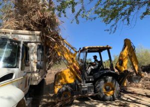 10 Más de 35 toneladas de ramas y hojas secas se han retirado de la Reserva Ecológica Estatal Estero de San José del Cabo1