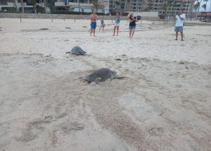 04 9 mil tortugas han liberado en Los Cabos en lo que va la temporada de anidacioěn 03