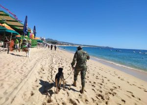 06 Continua Operativo Binomio Canino en contra del narcomenudeo en Cabo San Lucas1