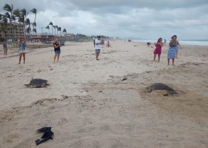04 En Los Cabos se han protegido mas 5 mil 500 nidos de tortuga y se han liberado 20 mil crias 0 2