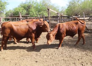 04 Entrega el Gobierno Municipal ganado bovino en las comunidades rurales de CSL1