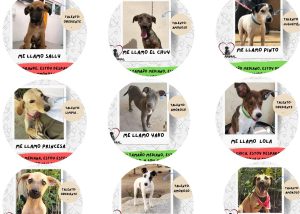 03 La adopción canina es una solución para disminuir el abandono en las calles del municipio Gobierno de Los Cabos1