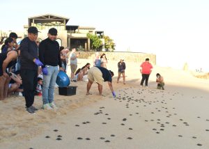 Foto liberación tortuga golfina 3